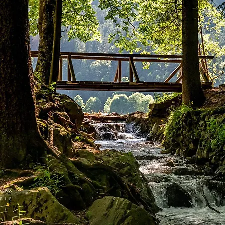 Daire Schwarzwaldliebe,