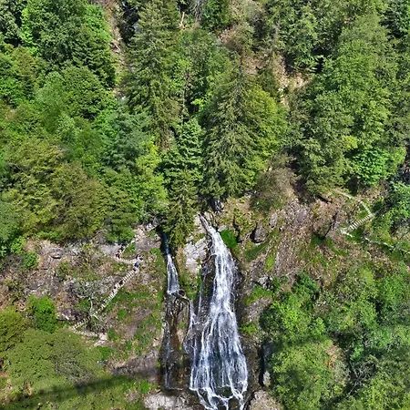 Schwarzwaldliebe, Daire